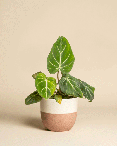 Ein Philodendron gloriosum - feey mit großen, samtigen Blättern und auffälligen weißen Adern steht in einem schicken zweifarbigen beigen und rosa-braunen Keramiktopf vor einem schlichten beigen Hintergrund - ideal für jedes St. Galler Heim.