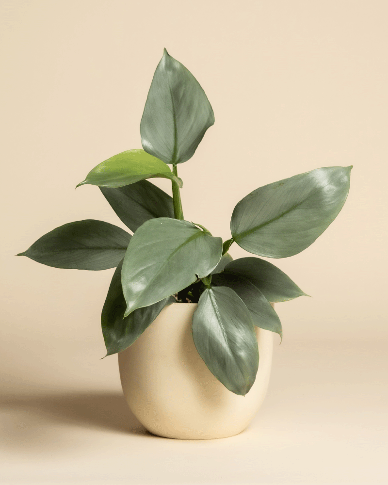 Ein Philodendron hastatum - feey mit großen, glatten Blättern steht in einem einfachen, runden, cremefarbenen Topf vor einem schlichten beigen Hintergrund.