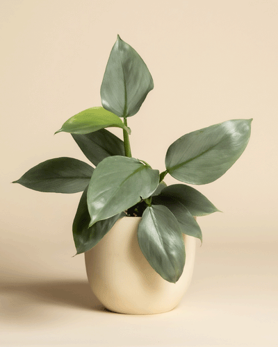 Ein Philodendron hastatum - feey mit großen, glatten Blättern steht in einem einfachen, runden, cremefarbenen Topf vor einem schlichten beigen Hintergrund.