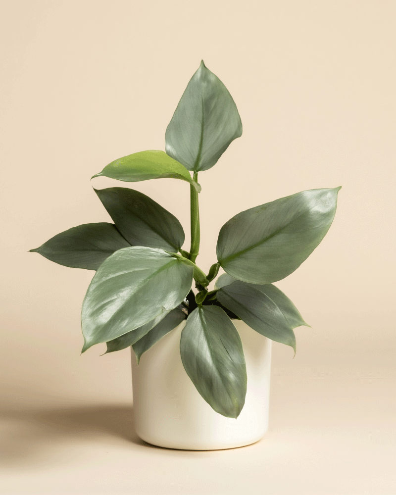 Ein Philodendron hastatum - feey, bekannt für seine breiten, glänzend grünen Blätter, steht in einem einfachen weißen Topf vor einem beigen Hintergrund.