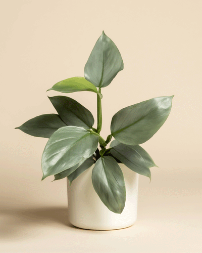 Ein Philodendron hastatum - feey, bekannt für seine breiten, glänzend grünen Blätter, steht in einem einfachen weißen Topf vor einem beigen Hintergrund.