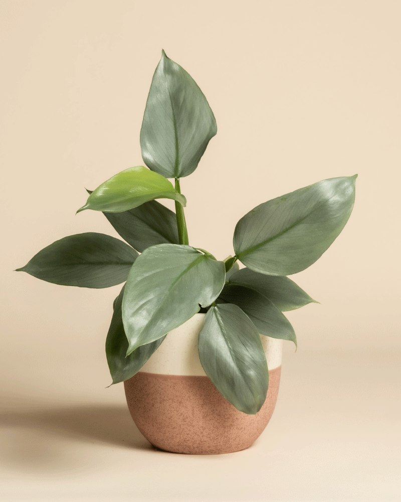 Ein Philodendron hastatum - feey mit großen, glatten grünen Blättern steht in einem runden, zweifarbigen Übertopf - oben weiß und unten braun - vor einem einfarbig beigen Hintergrund.