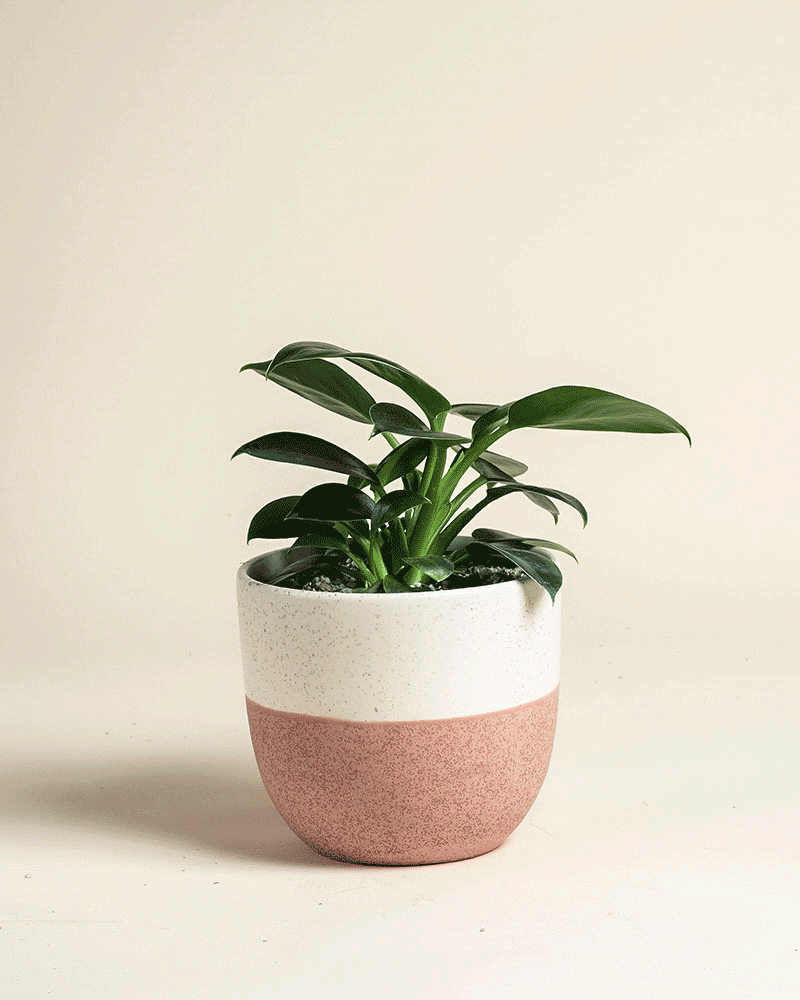 Ein kleiner Philodendron 'Imperal Green' - feey, eine beliebte Zimmerpflanze mit breiten Blättern, sitzt in einem weiß-rosa Keramiktopf auf einem hellen, neutralen Hintergrund.