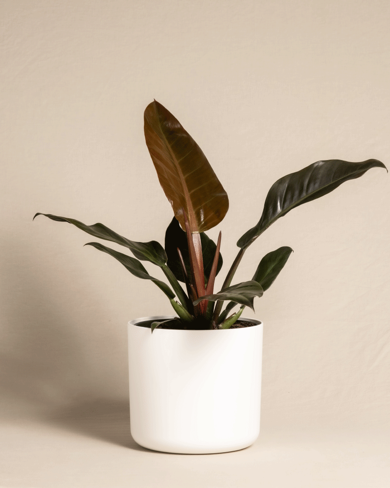 🪴 Philodendron 'Imperial Red'
