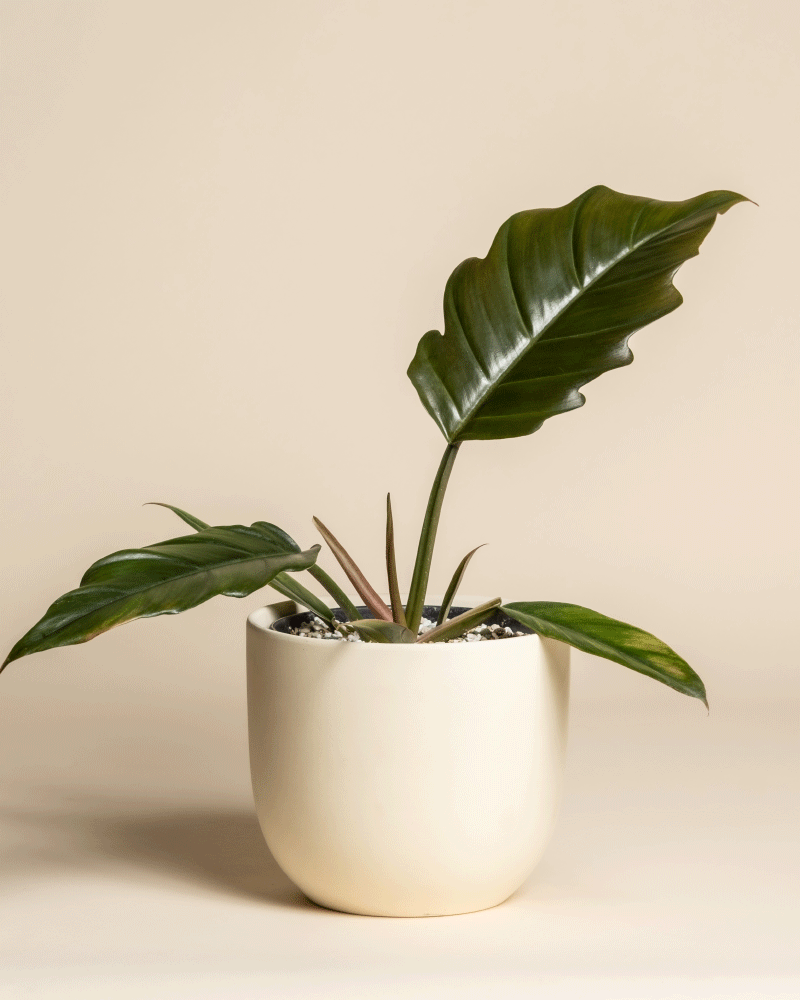 Ein seltener Philodendron 'Pluto' - feey mit großen, glänzend grünen Blättern sitzt in einem runden, cremefarbenen Keramiktopf vor einem beigen Hintergrund - ideal für jeden Pflanzensammler, der eine echte Rarität sucht.