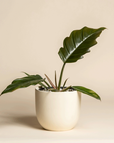 Ein seltener Philodendron 'Pluto' - feey mit großen, glänzend grünen Blättern sitzt in einem runden, cremefarbenen Keramiktopf vor einem beigen Hintergrund - ideal für jeden Pflanzensammler, der eine echte Rarität sucht.