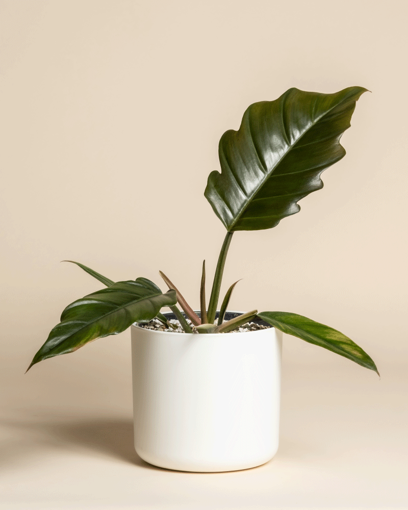 Ein seltener Philodendron 'Pluto' - feey mit glänzenden, übergroßen Blättern in einem weißen Keramiktopf hebt sich von einem beigen Hintergrund ab - ein ideales Glanzstück für die Sammlung eines jeden Pflanzensammlers.