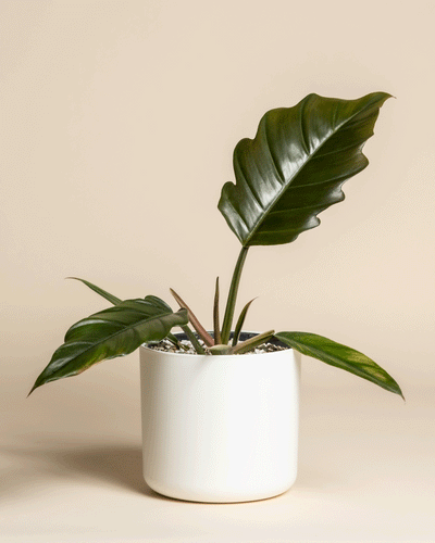 Ein seltener Philodendron 'Pluto' - feey mit glänzenden, übergroßen Blättern in einem weißen Keramiktopf hebt sich von einem beigen Hintergrund ab - ein ideales Glanzstück für die Sammlung eines jeden Pflanzensammlers.