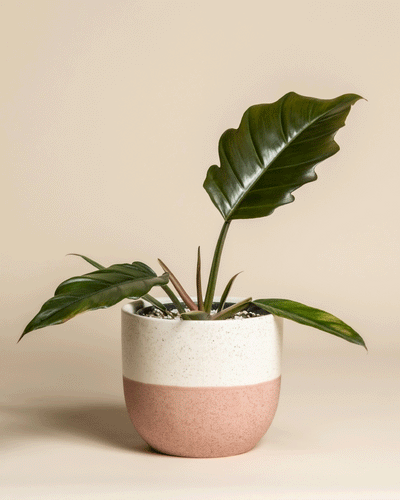 Ein Philodendron 'Pluto' - feey, eine echte Rarität für jeden Pflanzensammler, mit großen glänzend grünen Blättern in einem weiß-rosa Keramiktopf, ausgestellt vor einem schlichten beigen Hintergrund.