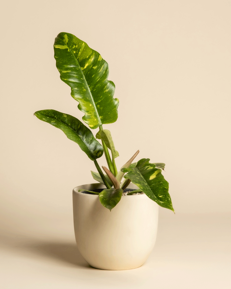 Der Philodendron 'Ring of Fire' - feey mit seinen großen bunten Blättern steht in einem cremefarbenen Keramiktopf vor einem beigen Hintergrund und bringt Farbe und Stil in jeden Raum.
