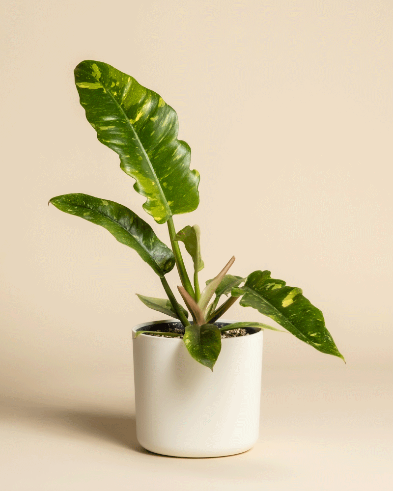 Ein Philodendron 'Ring of Fire' - feey in einem weißen Keramiktopf bringt lebendige Farbe und Raffinesse in jeden Raum und macht ihn zu einer eleganten Zimmerpflanze vor einem beigen Hintergrund.