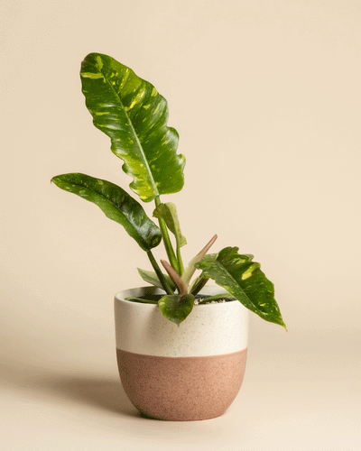 Der Philodendron 'Ring of Fire' - feey, eine grüne Pflanze mit großen bunten Blättern, steht in einem zweifarbigen Keramiktopf - oben weiß und unten rosa-braun - vor einem schlichten beigen Hintergrund.