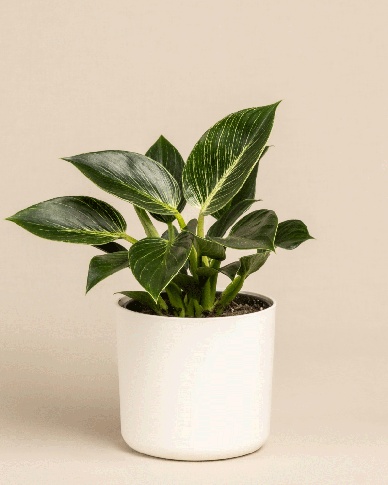 Ein grüner Philodendron Birkin „White Measure“ mit bunten Blättern steht in einem schlichten weißen Topf. Die dunkelgrünen, mit weißen Streifen verzierten Blätter bilden einen auffälligen Kontrast. Diese elegante Pflanze steht vor einem schlichten beigen Hintergrund, was ihre Schönheit unterstreicht.