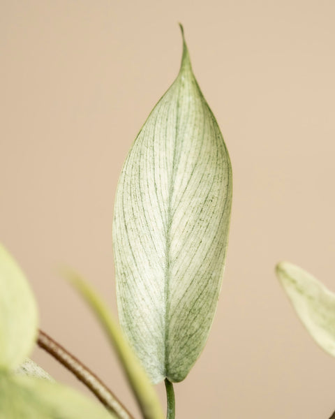 Philodendron 'Florida Ghost'