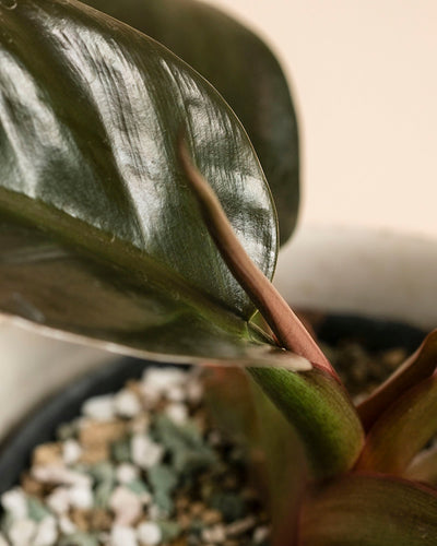 Nahaufnahme eines Philodendron 'Imperial Red' - fey mit glänzend dunkelgrünen Blättern in einem mit gemischter Erde und weißen Steinen gefüllten Topf. Der sanft verschwommene Hintergrund hebt diese elegante Zimmerpflanze hervor.