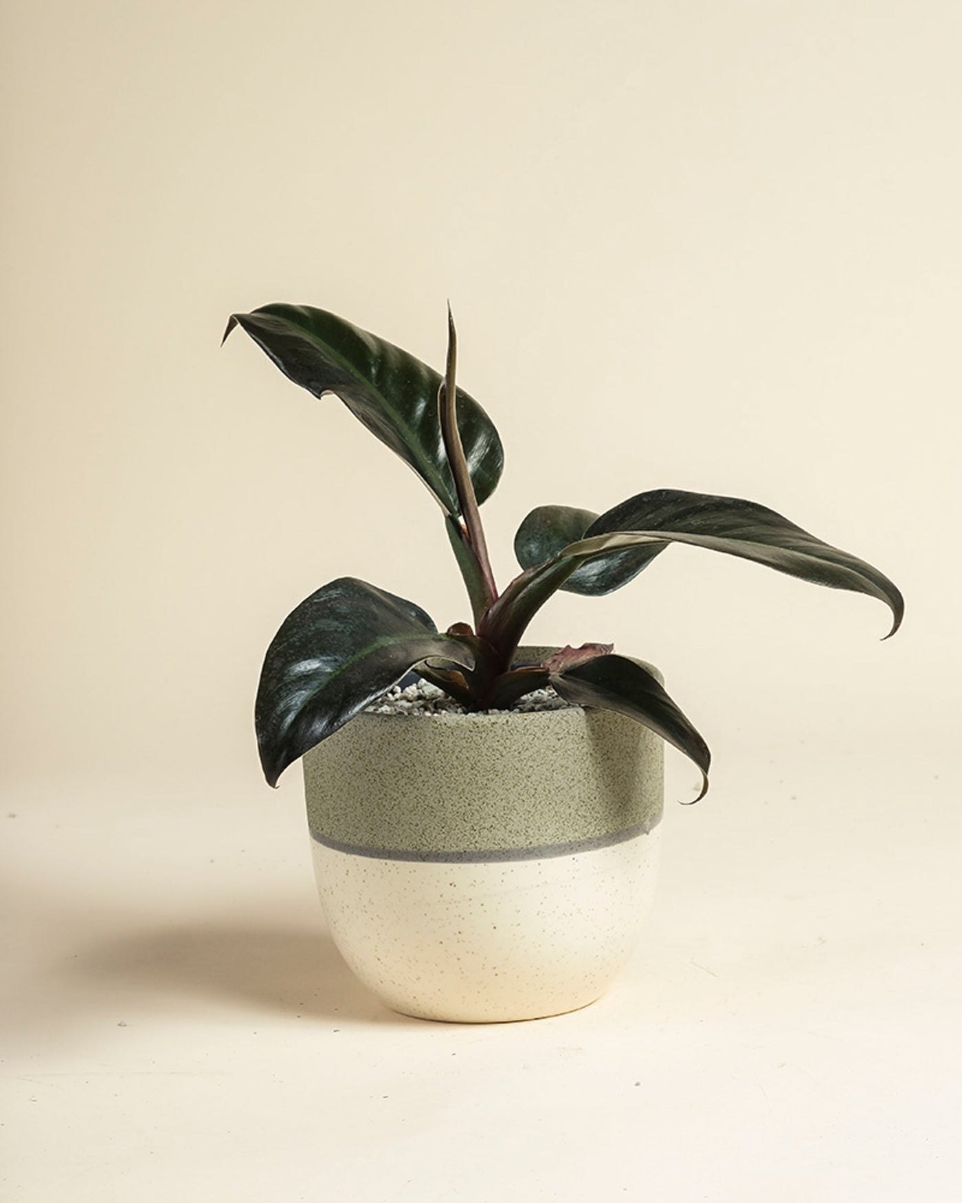 Ein kompakter Philodendron 'Imperial Red' - feey mit dunkelgrünen Blättern sitzt in einem zweifarbigen Keramiktopf auf einer hellen Oberfläche und einem beigen Hintergrund.