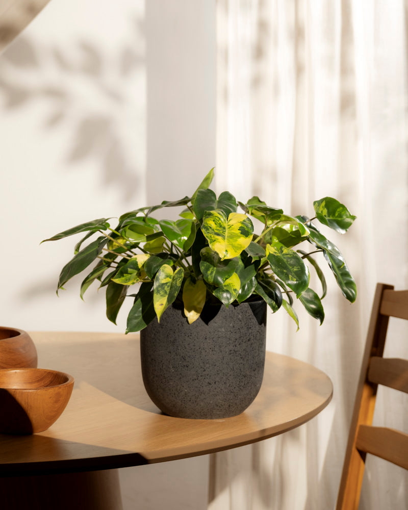 Ein Philodendron 'Burle Marx' variegata - feey, eine seltene Zimmerpflanze mit grünen und gelben Blättern, steht auf einem runden Holztisch neben Schalen und einem Stuhl, während das Sonnenlicht sanfte Schatten auf dem Lichtvorhang dahinter erzeugt.