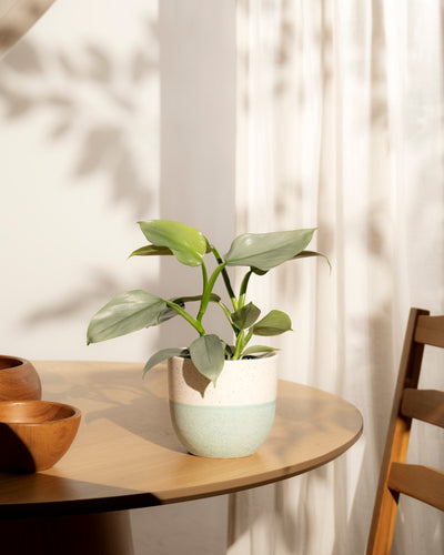 Ein Philodendron hastatum - feey sitzt getopft auf einem runden Holztisch neben zwei Holzschalen. Das einfallende Sonnenlicht wirft weiche Schatten auf einen weißen Vorhang und die Wand. Auf der rechten Seite ist ein Holzstuhl teilweise sichtbar.