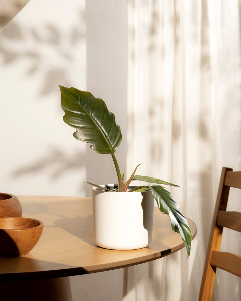 Ein Philodendron 'Pluto' - feey, ein seltenes Sammlerstück für Pflanzenliebhaber, liegt auf einem Holztisch neben Schalen, während Sonnenlicht und Blattschatten Muster auf einem weißen Vorhang im Hintergrund erzeugen.