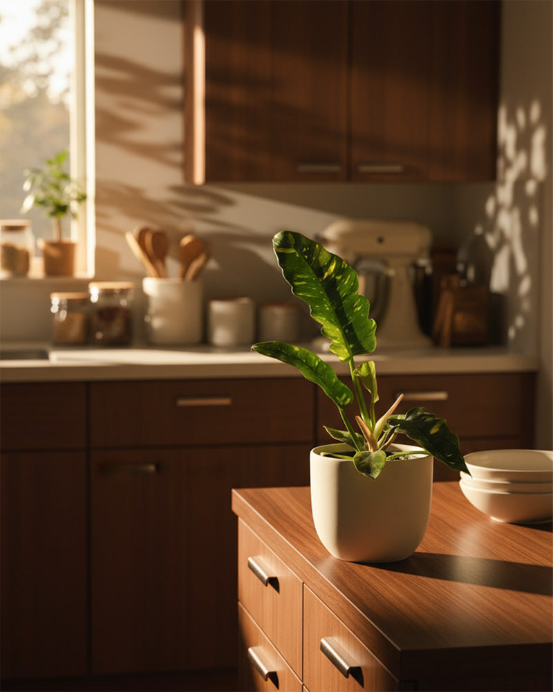 Ein Philodendron 'Ring of Fire' - feey mit leuchtend gelber Panaschierung sitzt auf einem hölzernen Küchentisch, während das Sonnenlicht durch das Fenster strömt und Küchenutensilien und Gläser den sanft beleuchteten Hintergrund schmücken.