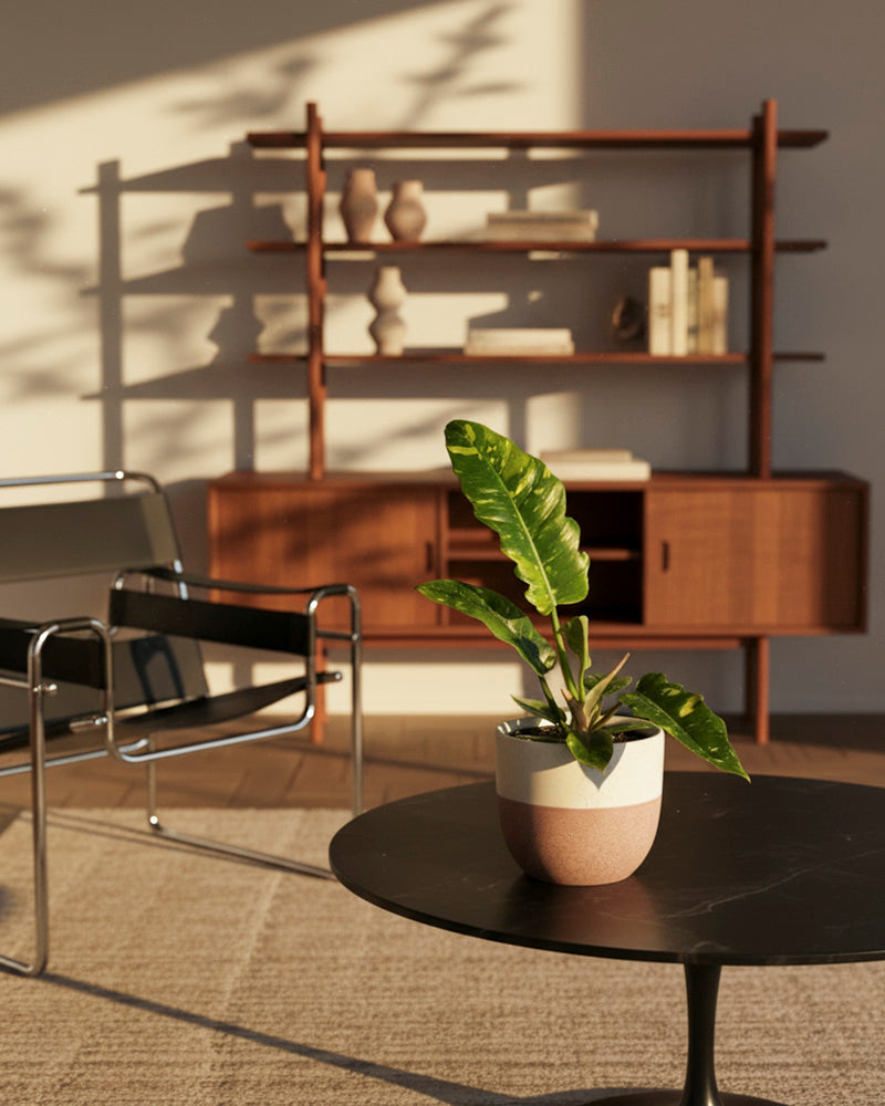 In einem modernen Wohnzimmer steht ein schwarzer runder Couchtisch mit dem Philodendron 'Ring of Fire' - feey, dessen gelbe Panaschierung im Sonnenlicht leuchtet, neben einem verchromten und schwarzen Stuhl, Holzregalen mit Büchern und Vasen und sonnenbeschienenen Schatten an der Wand.