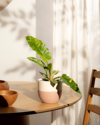 Der Philodendron 'Ring of Fire' - feey, eine kompakte Zimmerpflanze mit breiten grünen Blättern und gelber Panaschierung, sitzt auf einem runden Holztisch neben Schalen, während das Sonnenlicht durch die transparenten Vorhänge fällt und weiche Schatten wirft.