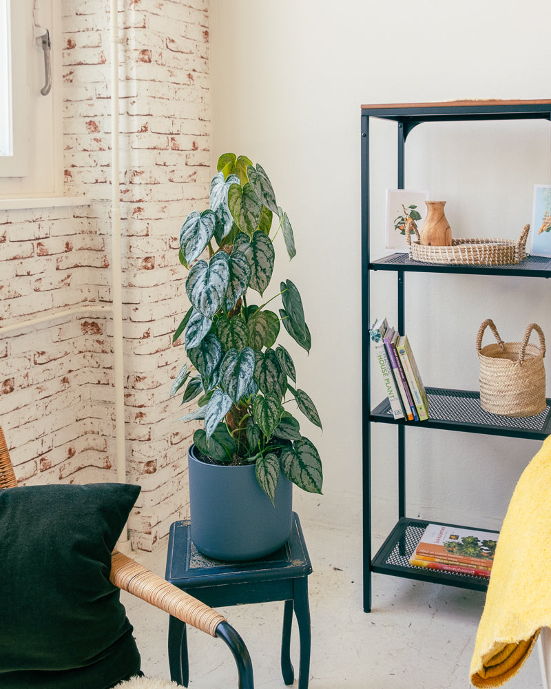 Philodendron brandtianum am Moosstab – feey GmbH