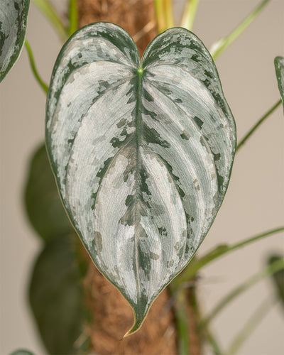 Detailaufnahme vom Blatt des Philodendron brandtianum
