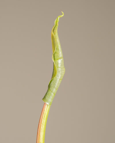 Philodendron brandtianum