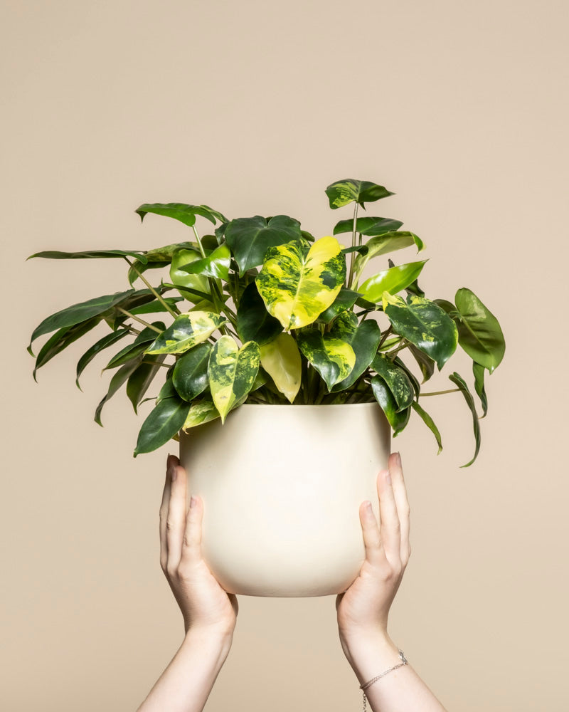 Zwei Hände halten einen cremefarbenen Topf mit einem sattgrünen Philodendron 'Burle Marx' variegata hoch - feey, eine echte Rarität unter den Zimmerpflanzen. Seine auffallend bunten Blätter heben sich von einem schlichten beigen Hintergrund ab.