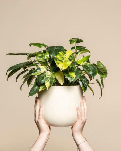 Zwei Hände halten einen cremefarbenen Topf mit einem sattgrünen Philodendron 'Burle Marx' variegata hoch - feey, eine echte Rarität unter den Zimmerpflanzen. Seine auffallend bunten Blätter heben sich von einem schlichten beigen Hintergrund ab.