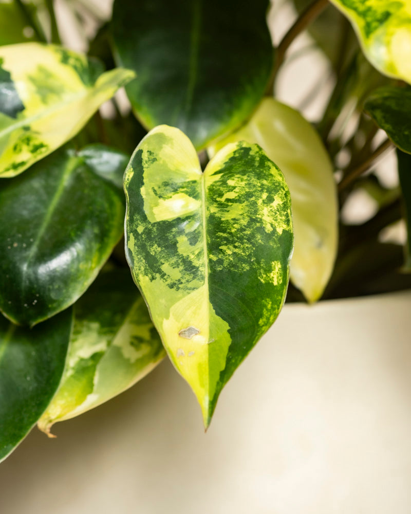 Eine Nahaufnahme von Philodendron 'Burle Marx' variegata - feey, einer seltenen Zimmerpflanze mit herzförmigen Blättern mit auffälliger grüner und gelber Panaschierung, die in einem hellen Topf gedeiht.