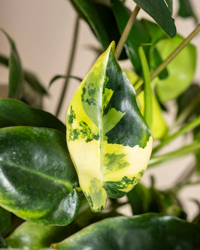 Eine Nahaufnahme eines Philodendron 'Burle Marx' variegata - feey leaf, einer seltenen Zimmerpflanze mit grünen Farbtönen, cremegelben Abschnitten und dunkelgrünen Flecken. Im Hintergrund sind weitere grüne Blätter zu sehen.