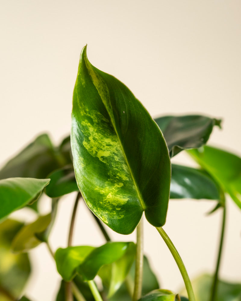 Eine Nahaufnahme des Philodendron 'Burle Marx' variegata - feey, einer begehrten Rarität unter den Zimmerpflanzen. Sein grünes Blatt mit gelber Panaschierung hebt sich von einem weichen Hintergrund ab, hinter dem weitere Blätter sanft verschwimmen.