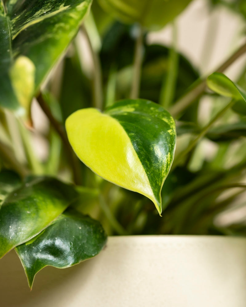 Nahaufnahme einer Philodendron 'Burle Marx' variegata - fey Zimmerpflanze mit herzförmigen grünen Blättern, die mit gelber und hellgrüner Panaschierung akzentuiert sind, in einem cremefarbenen Topf.