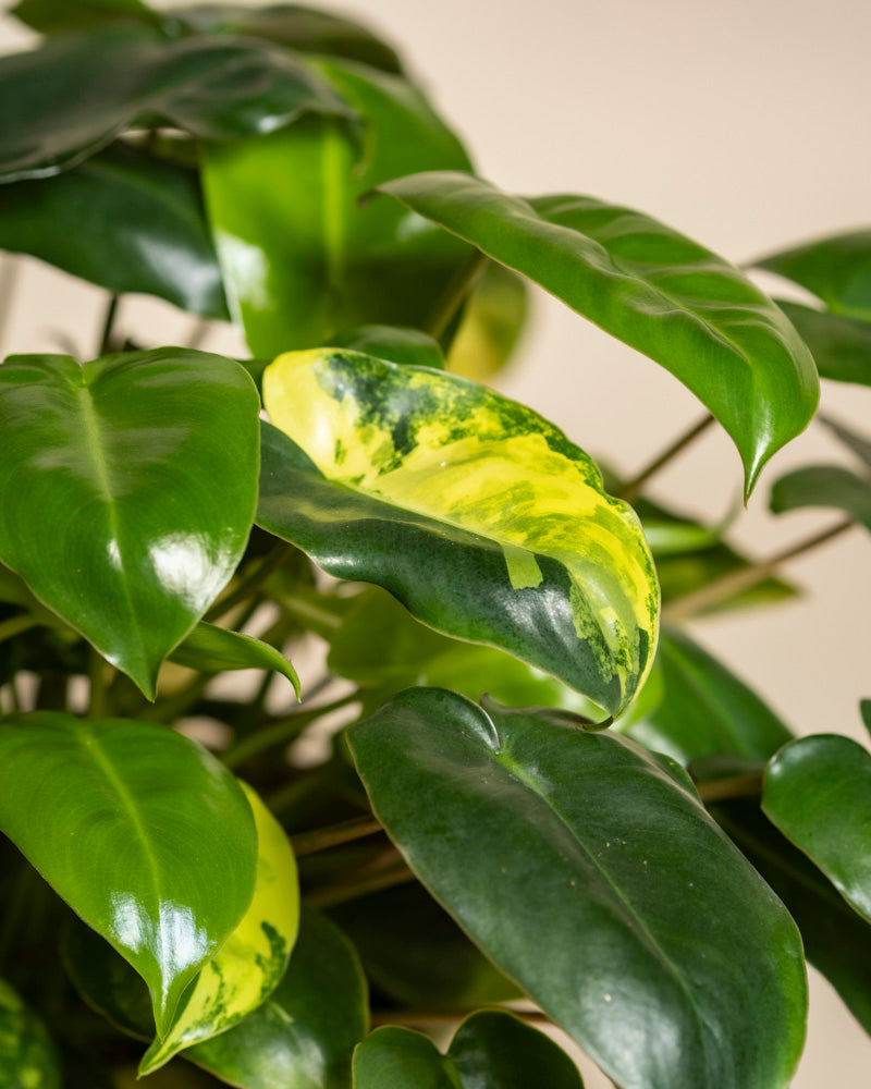 Nahaufnahme von Philodendron 'Burle Marx' variegata - feey, einer seltenen Zimmerpflanze mit glänzend dunkelgrünen Blättern und einem auffallend gelb-grün panaschierten Blatt vor einem neutralen Hintergrund.