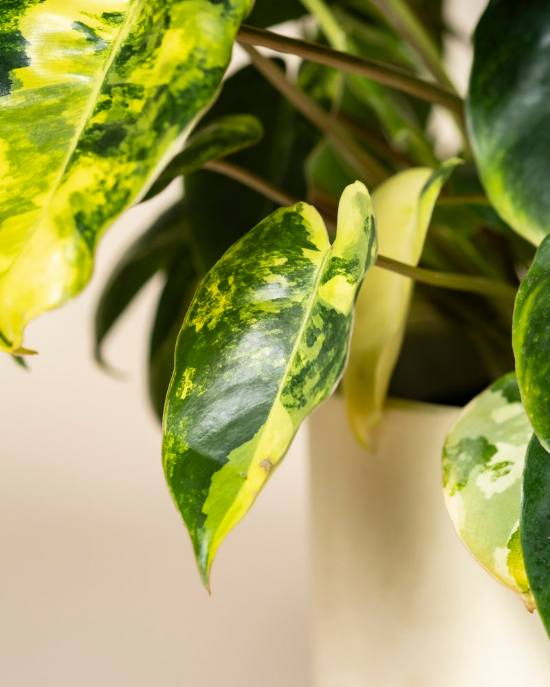 Nahaufnahme der grün und gelb panaschierten Blätter des seltenen Philodendron 'Burle Marx' variegata - feey in einem hellen Topf vor einem weichen, neutralen Hintergrund.