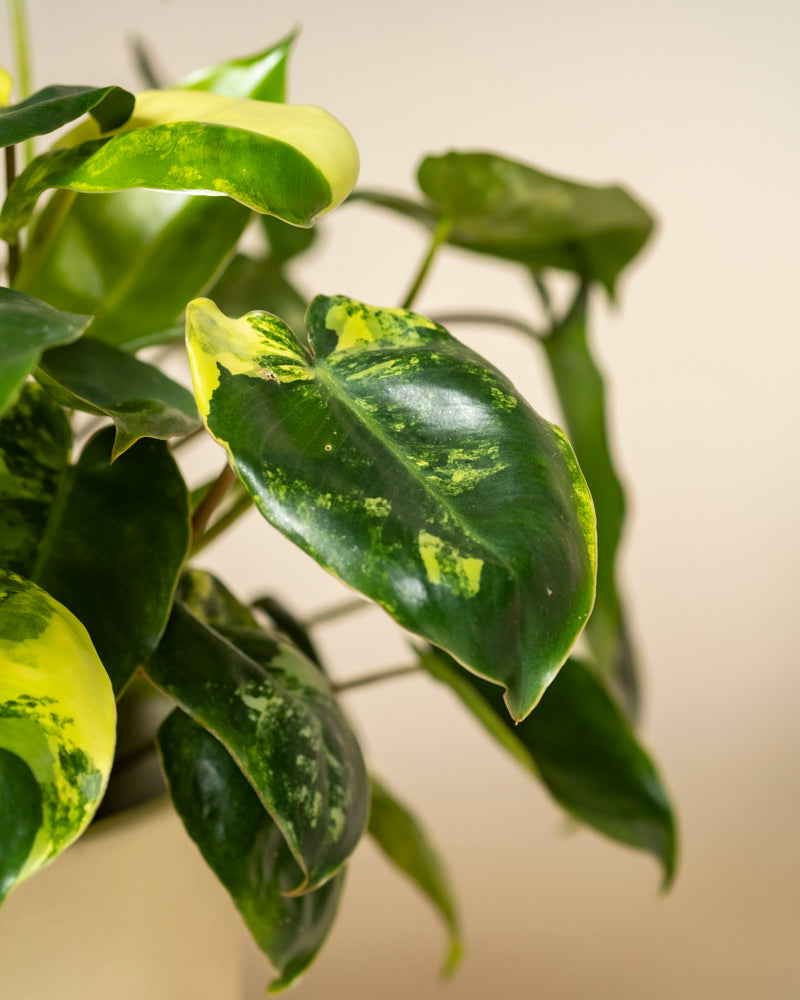 Eine Nahaufnahme des Philodendron 'Burle Marx' variegata - feey, einer seltenen Zimmerpflanze mit großen, glänzend grünen Blättern und auffälliger gelber Panaschierung vor einem schlichten hellen Hintergrund.