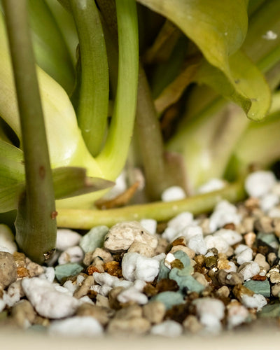 Nahaufnahme von Philodendron 'Burle Marx' variegata - aus der mit Perlite und kleinen Steinen gemischten Erde ragen feige Stängel hervor, deren grüne, panaschierte Blätter teilweise sichtbar sind - eine echte Rarität für Sammler.