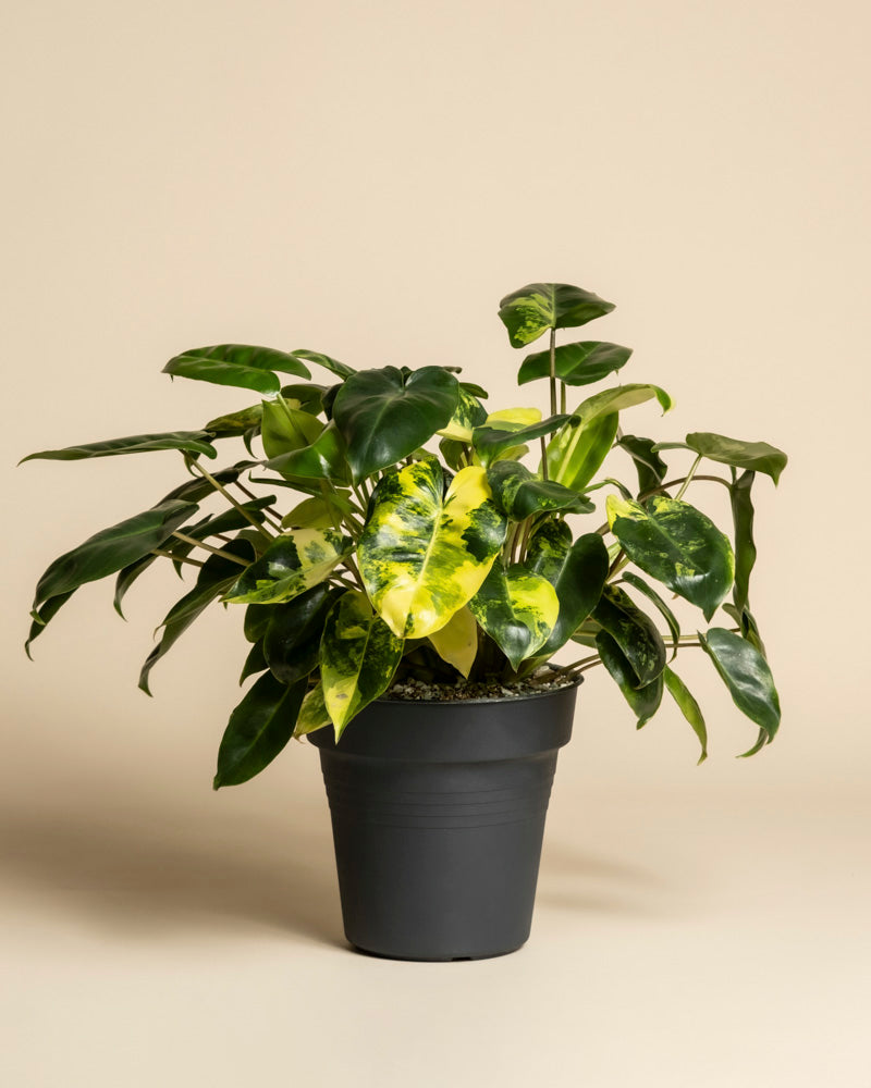 Der Philodendron 'Burle Marx' variegata - feey zeigt glänzend grüne und gelbe panaschierte Blätter in einem einfachen schwarzen Topf vor einem schlichten beigen Hintergrund.