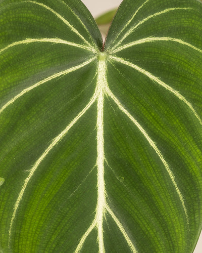 Blatt eines Philodendron gloriosum