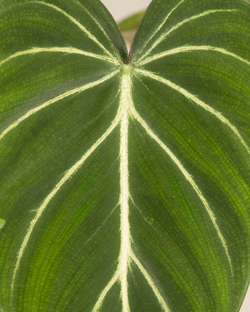 Nahaufnahme von Philodendron gloriosum - Feenblatt mit samtartiger Oberfläche und auffallend hellgelben Adern in einem herzförmigen, symmetrischen Muster - fotografiert in St. Gallen.