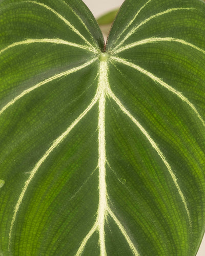 Nahaufnahme von Philodendron gloriosum - Feenblatt mit samtartiger Oberfläche und auffallend hellgelben Adern in einem herzförmigen, symmetrischen Muster - fotografiert in St. Gallen.