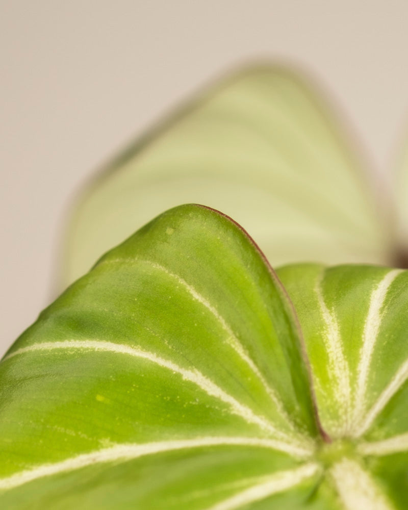 Nahaufnahme eines Philodendron gloriosum - Feenblattes mit auffallend weissen Adern und samtiger Textur, vor neutralem Hintergrund in St. Gallen, mit einem weiteren unscharfen Blatt im Hintergrund.