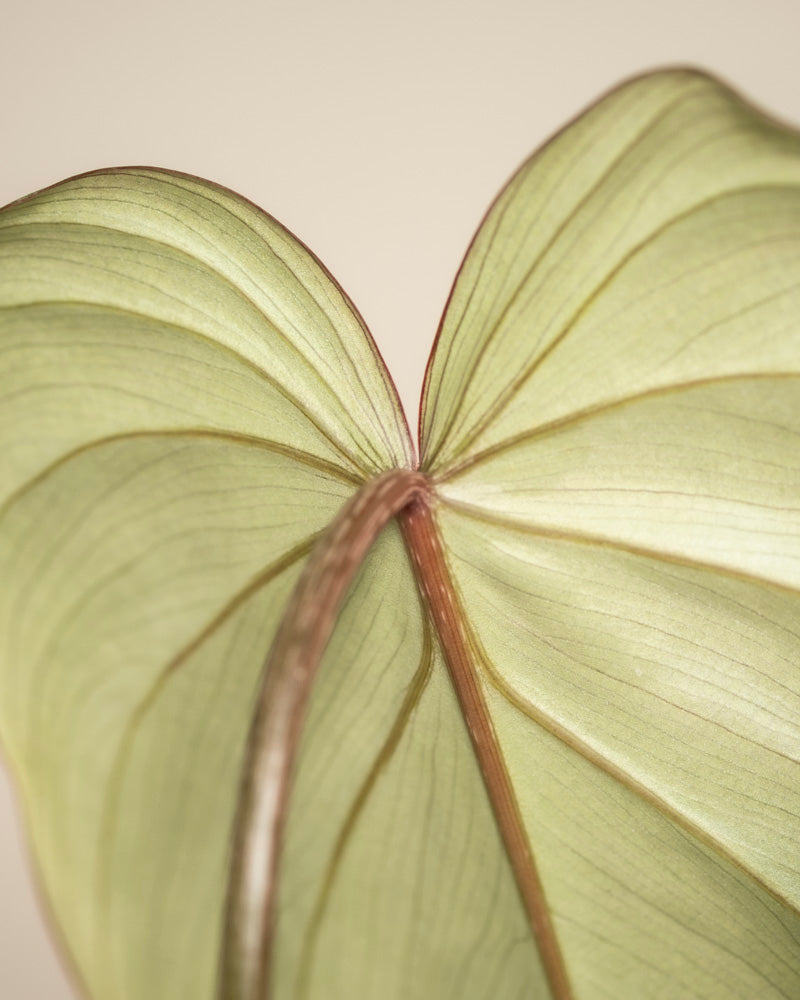 Nahaufnahme der Rückseite eines einzelnen Philodendron gloriosum - fey herzförmigen Blattes mit hellgrüner, samtiger Textur, sichtbaren Adern und rötlich-braunem Mittelstiel vor neutralem Hintergrund.