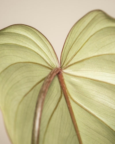Nahaufnahme der Rückseite eines einzelnen Philodendron gloriosum - fey herzförmigen Blattes mit hellgrüner, samtiger Textur, sichtbaren Adern und rötlich-braunem Mittelstiel vor neutralem Hintergrund.
