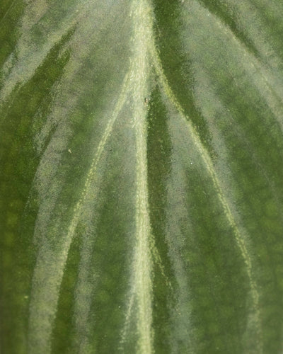 Nahaufnahme eines Philodendron gloriosum - Feenblattes in St. Gallen, wobei die samtig-grüne Oberfläche und die hellen Adern, die sich über das strukturierte Laub ausbreiten, hervorgehoben werden.