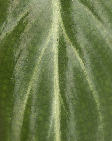 Detailaufnahme Philodendron gloriosum