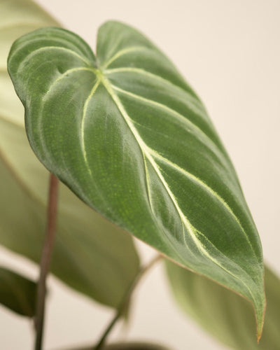 Nahaufnahme eines herzförmigen grünen Blattes mit hellen Adern vom Philodendron gloriosum - feey. Die samtigen Blätter und der unscharfe St. Galler Hintergrund bringen die Textur und die Details des Blattes zur Geltung.