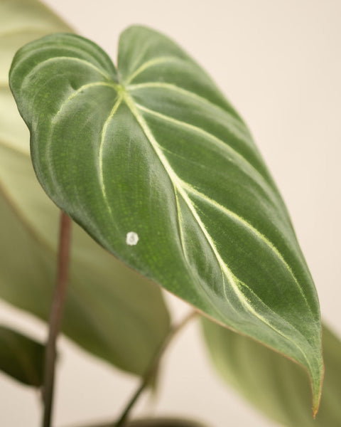 Detailaufnahme Philodendron gloriosum